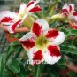 Adenium Obesum  Bulk Desert Rose Bonsai Tree Flower 100 Seeds