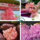 Rare Imported Pink Rose Bliss Finger Lime Plant 20 seeds
