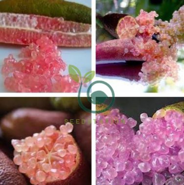 Rare Imported Pink Rose Bliss Finger Lime Plant 20 seeds
