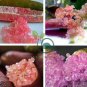 Rare Imported Pink Rose Bliss Finger Lime Plant 20 seeds