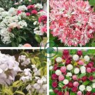 'Thousand-Hand Kwan-yin' Geranium Pink White Flowers 20 Seeds