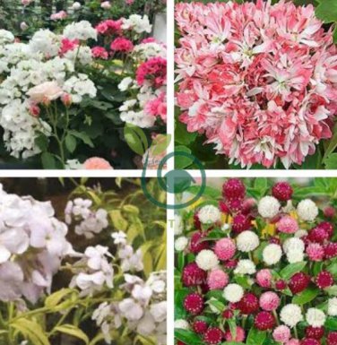 'Thousand-Hand Kwan-yin' Geranium Pink White Flowers 20 Seeds