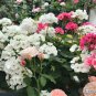 'Thousand-Hand Kwan-yin' Geranium Pink White Flowers 20 Seeds