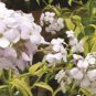 'Thousand-Hand Kwan-yin' Geranium Pink White Flowers 20 Seeds