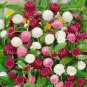 'Thousand-Hand Kwan-yin' Geranium Pink White Flowers 20 Seeds