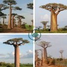Grandidier's Baobab - Adansonia 4 Seeds