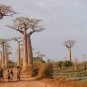 Grandidier's Baobab - Adansonia 4 Seeds