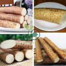 Chinese Yam Perennial Herbal Vegetable 12 Seeds