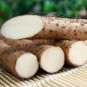 Chinese Yam Perennial Herbal Vegetable 12 Seeds