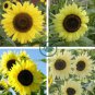 Lemon Queen Sunflower Helianthus annuus 40 Seeds