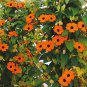 Thunbergia Orange Black Eyed Susan Vine Morning Glory Climbing 40 Seeds