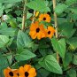Thunbergia Orange Black Eyed Susan Vine Morning Glory Climbing 40 Seeds