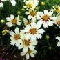 Rare Changeable Colors Li'l Bang Starlight Coreopsis Flower 40 Seeds