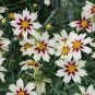 Rare Changeable Colors Li'l Bang Starlight Coreopsis Flower 40 Seeds