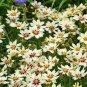 Rare Changeable Colors Li'l Bang Starlight Coreopsis Flower 40 Seeds