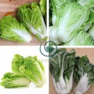 Heirloom Chinese Cabbage Wong Bok Vegetable 60 Seeds