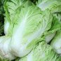 Heirloom Chinese Cabbage Wong Bok Vegetable 60 Seeds