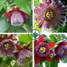 Passiflora Ambigua Rare Mountain Granadilla 40 Seeds