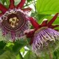 Passiflora Ambigua Rare Mountain Granadilla 40 Seeds