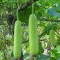 Green Long Club Bottle Gourd Fruit 20 Seeds