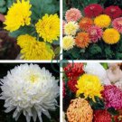 Balcony Potted Flowers Chrysanthemum 40 Seeds