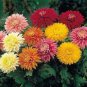 Balcony Potted Flowers Chrysanthemum 40 Seeds