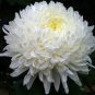 Balcony Potted Flowers Chrysanthemum 40 Seeds