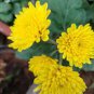 Balcony Potted Flowers Chrysanthemum 40 Seeds