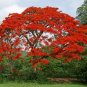 Delonix Regia Red Flame Tree 20 Seeds