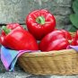 Bell Pepper 'Cajun Belle' Vegetable 40 Seeds