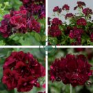 Redish Black Single Petals Flower 20 Seeds