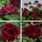 Redish Black Single Petals Flower 20 Seeds