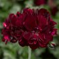 Redish Black Single Petals Flower 20 Seeds