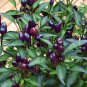Hungarian Black Hot Chili Pepper Capsicum Fruitescens 40 Seeds