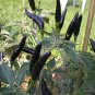 Hungarian Black Hot Chili Pepper Capsicum Fruitescens 40 Seeds