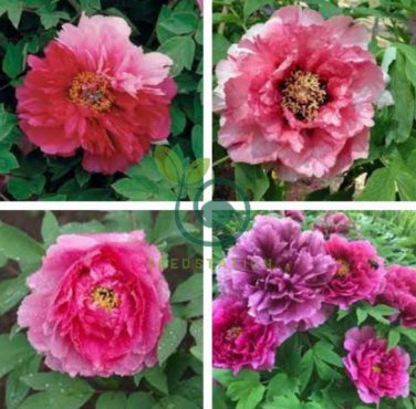Rare 'Jin Pao Hong' Red Peony Tree Flower 10 Seeds
