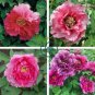 Rare 'Jin Pao Hong' Red Peony Tree Flower 10 Seeds