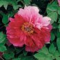 Rare 'Jin Pao Hong' Red Peony Tree Flower 10 Seeds