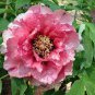 Rare 'Jin Pao Hong' Red Peony Tree Flower 10 Seeds