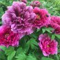 Rare 'Jin Pao Hong' Red Peony Tree Flower 10 Seeds