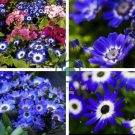 Dark Blue White Florist's Cineraria F2 60 Seeds