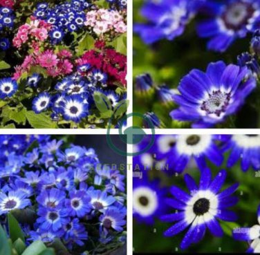 Dark Blue White Florist's Cineraria F2 60 Seeds