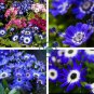 Dark Blue White Florist's Cineraria F2 60 Seeds