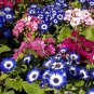 Dark Blue White Florist's Cineraria F2 60 Seeds