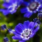Dark Blue White Florist's Cineraria F2 60 Seeds