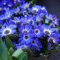 Dark Blue White Florist's Cineraria F2 60 Seeds