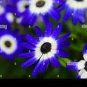 Dark Blue White Florist's Cineraria F2 60 Seeds