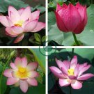 Pink Nelumbo Nucifera Lotus Flowers 2 seeds