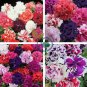 Bonanza Double Plicated Petunia Mixed 400 Seeds