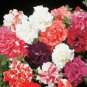 Bonanza Double Plicated Petunia Mixed 400 Seeds